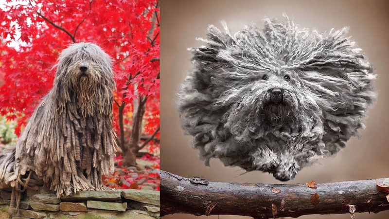 Bergamasco Shepherd