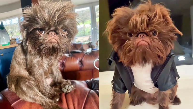 Brussels Griffon