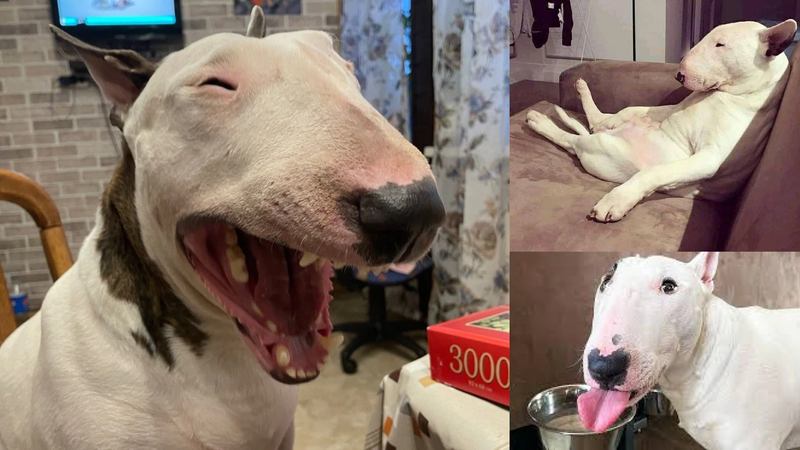 Bull Terrier