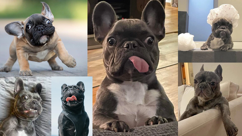 French Bulldog