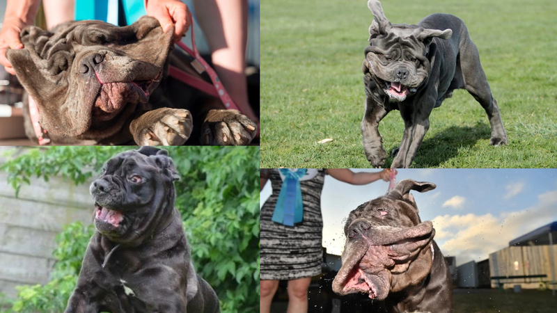 Neapolitan Mastiff