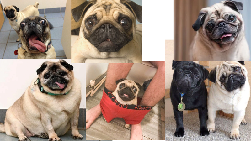 PUG