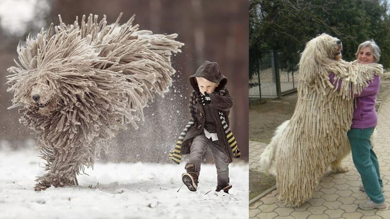 puli