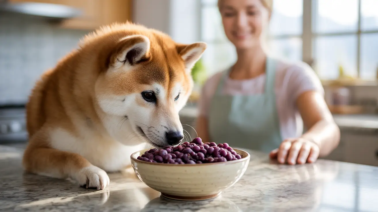 An Akita dog eating a bowl of purple berries in a kitchen setting