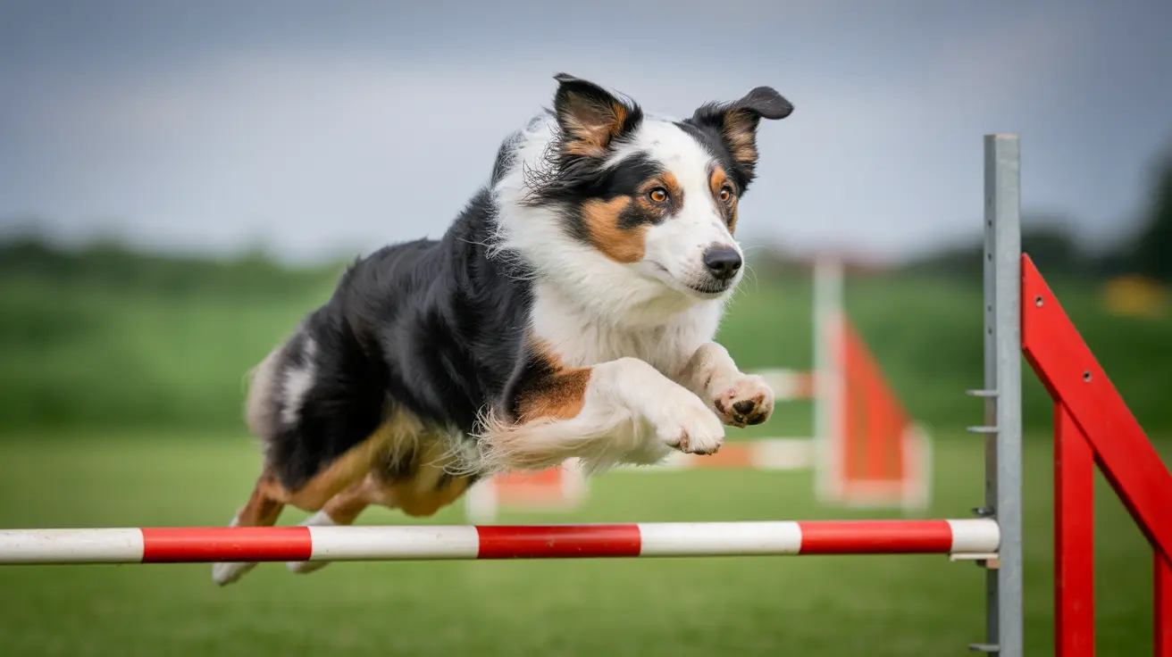 Australian Shepherd jumping over red and white striped agility bar during training