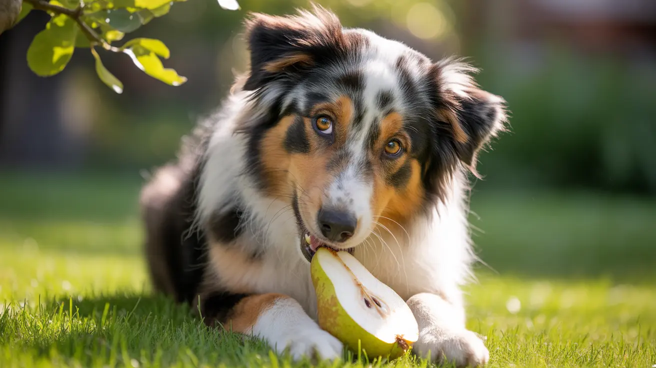 Australian Shepherd lying on grass chewing a sliced apple outdoors