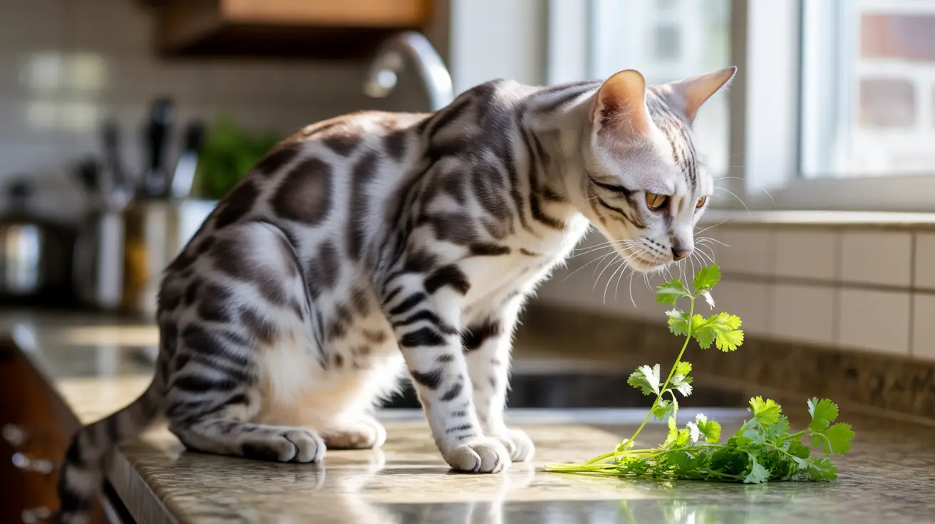A Bengal cat examining fresh cilantro on a kitchen countertop
