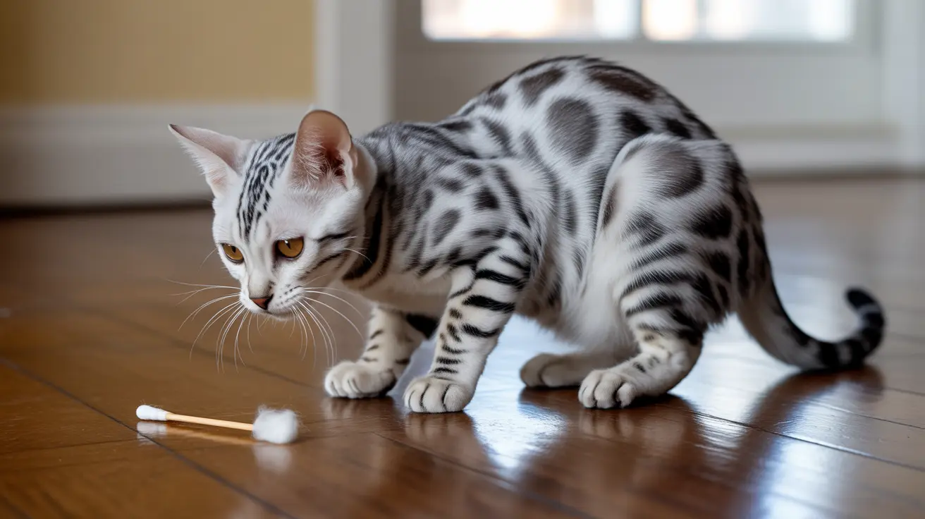 A silver and white Bengal cat crouching on a wooden floor, examining a cotton swab
