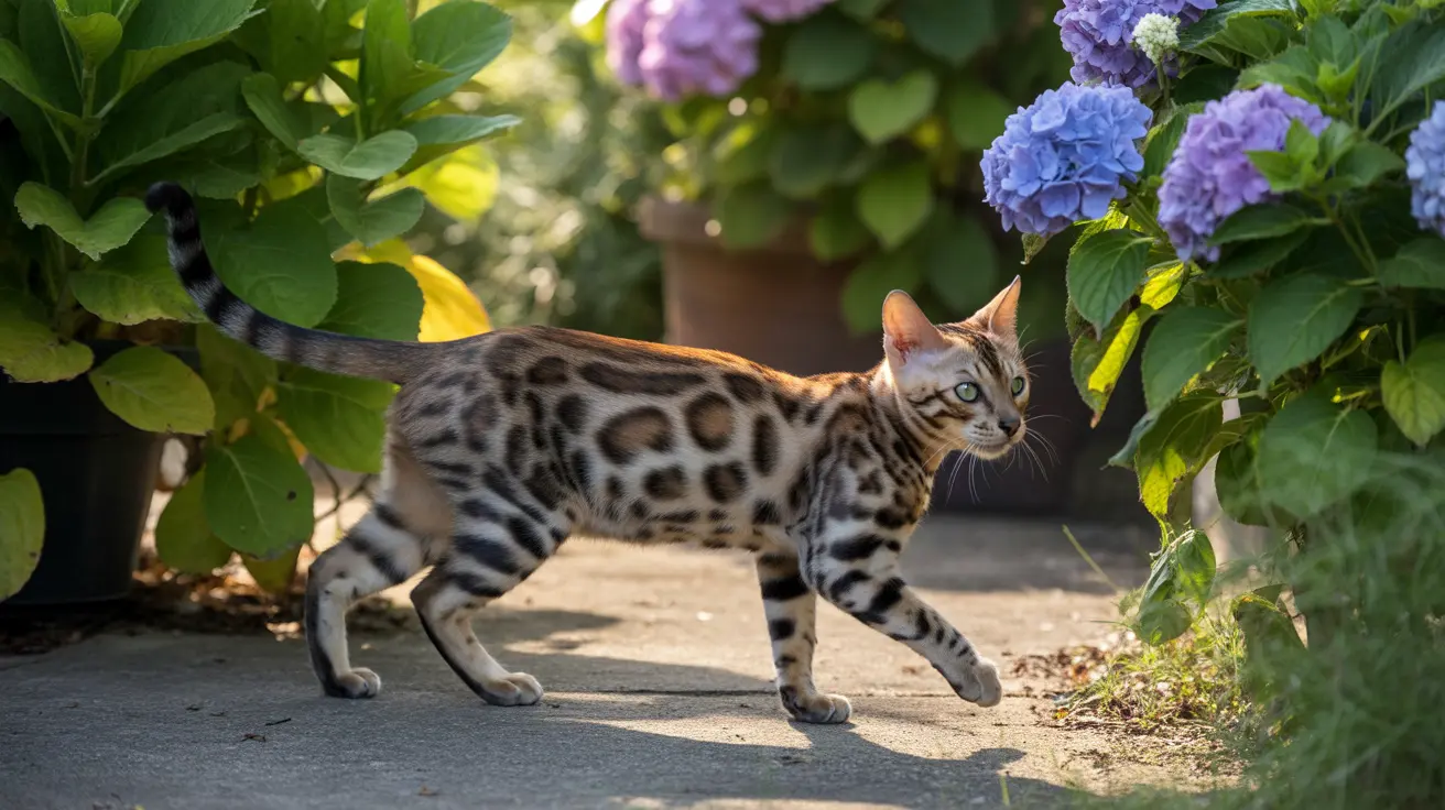 A Bengal cat walking gracefully on a garden path with hydrangea flowers and green foliage