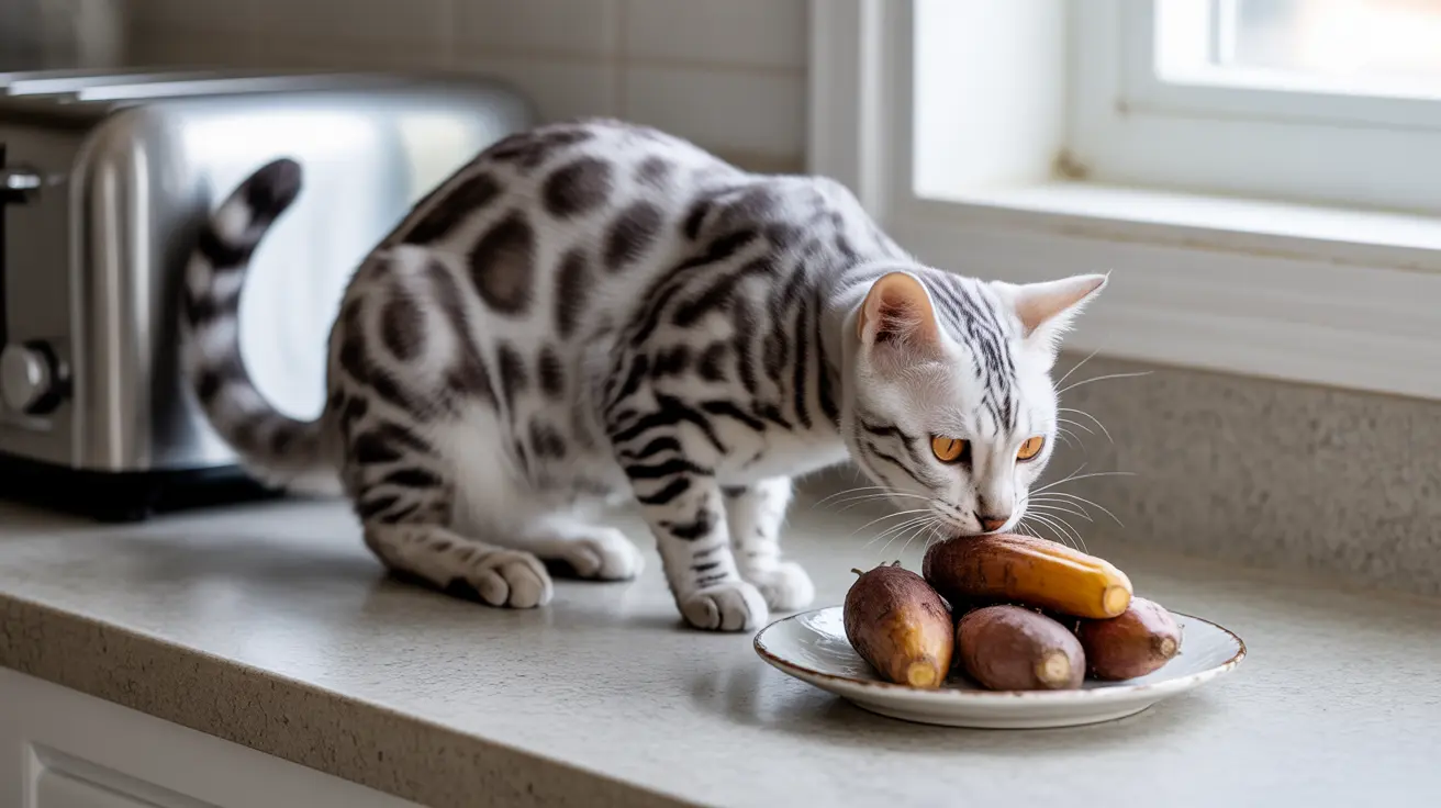 A silver and white Bengal cat investigating a plate of sweet potatoes on a kitchen counter