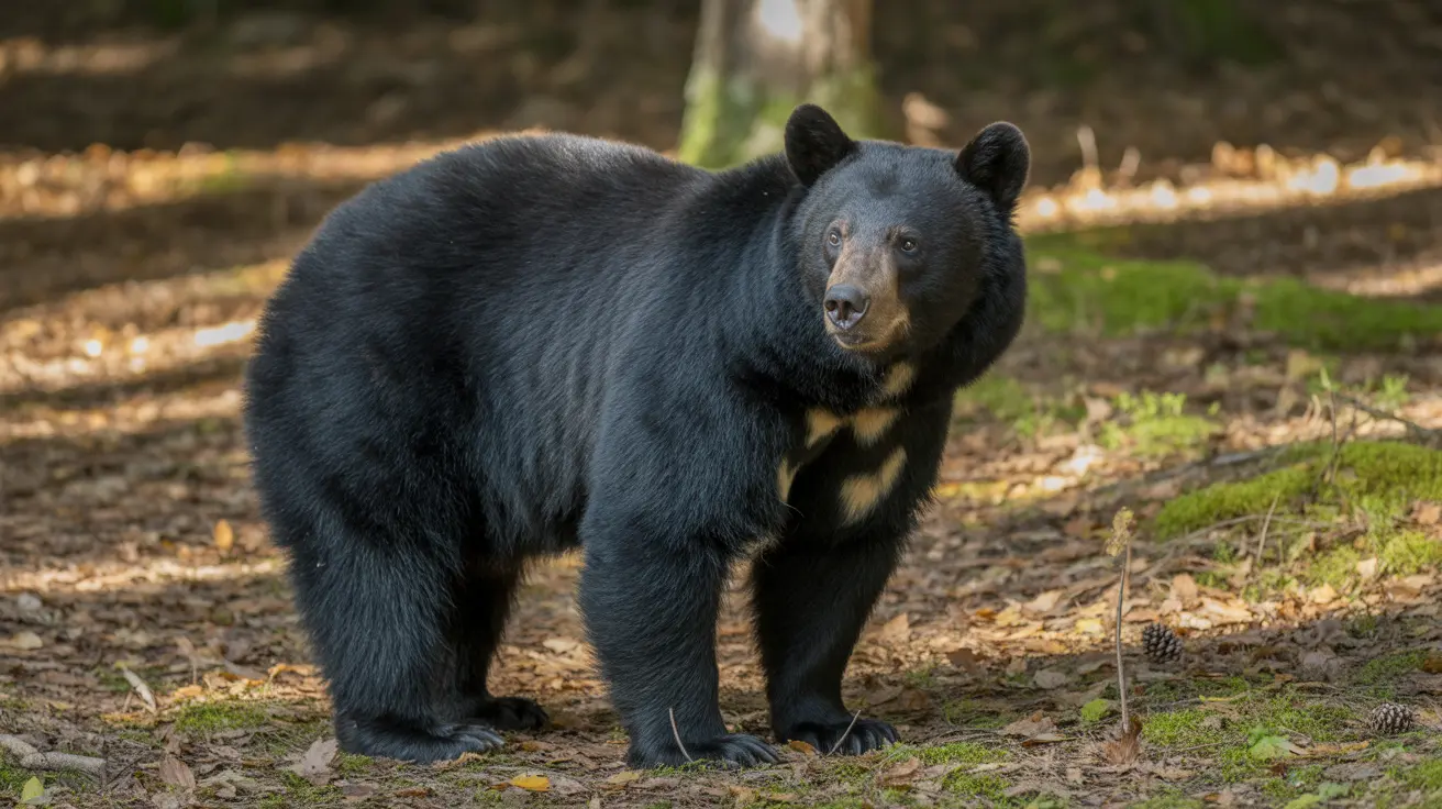 Federal Lawsuit Challenges USDA Over Yellowstone Bear World License Amid Welfare Concerns