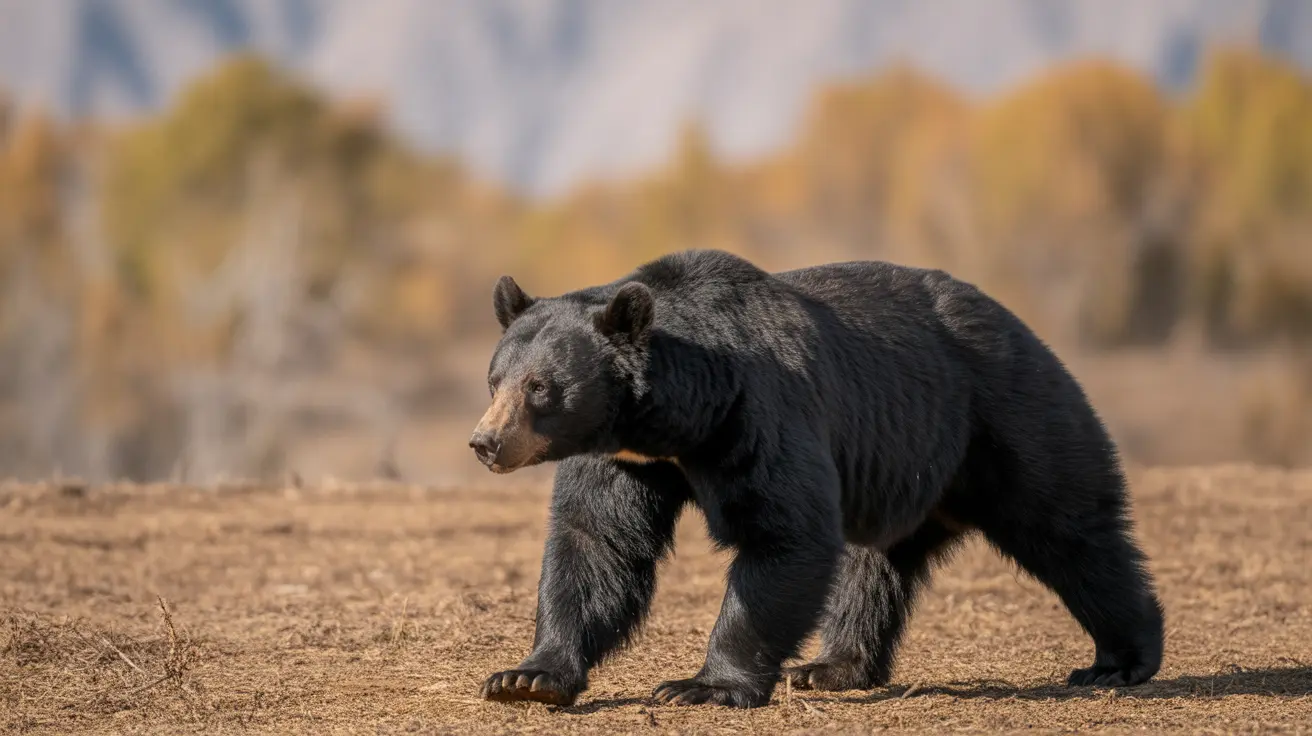 Large black bear walking across dry dusty terrain with autumn trees in the background