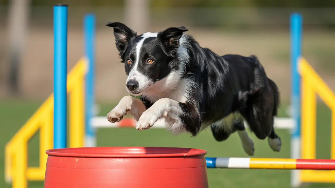 Border Collie jumping over a red barrel obstacle in agility training course