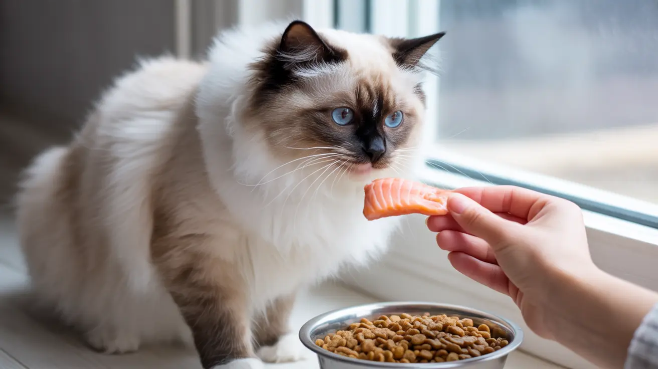 A fluffy Ragdoll cat with striking blue eyes being offered a piece of salmon near its food bowl