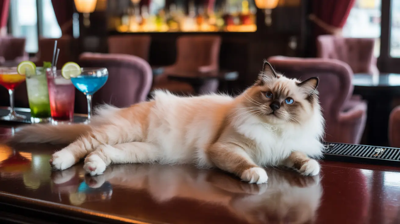 A fluffy Ragdoll cat lounging elegantly on a bar counter with colorful cocktails nearby