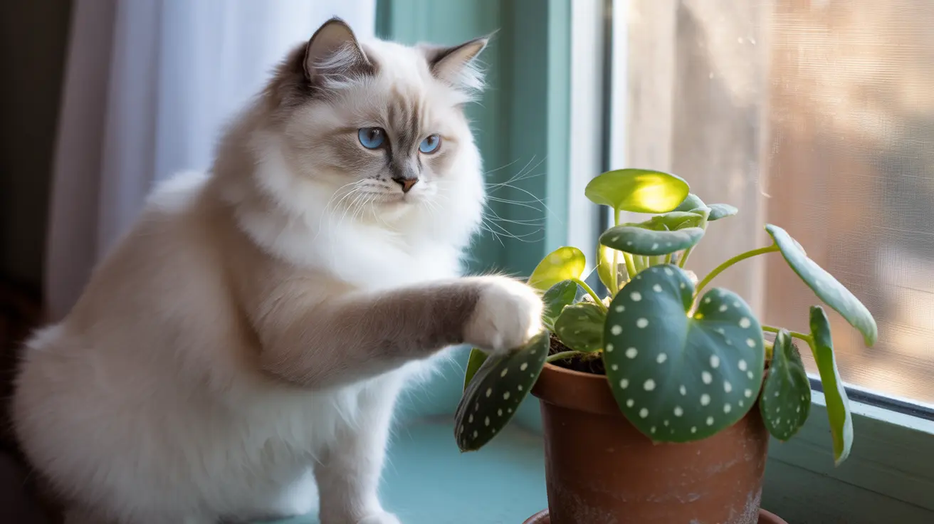 Fluffy white and gray Ragdoll cat sitting near a potted plant by a window, gently touching the plant with its paw
