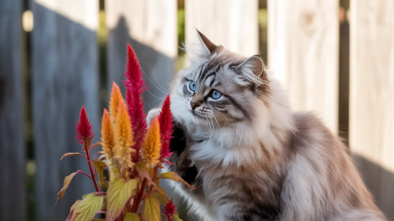 A fluffy Siberian cat with striking blue eyes sitting near vibrant red and orange celosia flowers