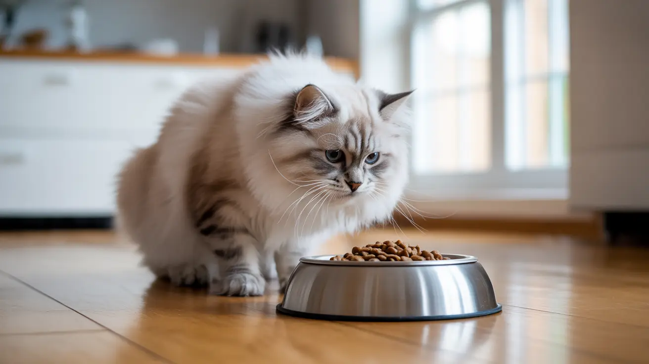 A fluffy white and gray Siberian cat sitting next to a full bowl of dry cat food
