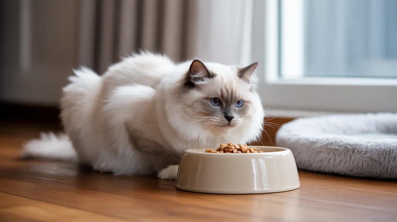 A fluffy white Ragdoll cat with striking blue eyes sitting next to a bowl of dry cat food