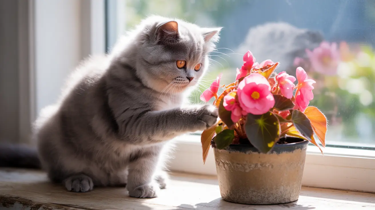 Are Begonias Toxic to Cats? Understanding the Risks and Symptoms