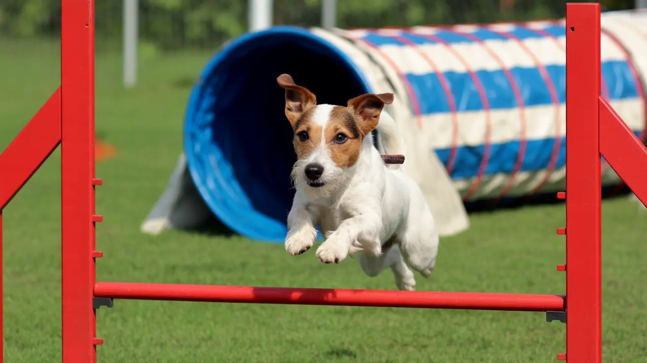 Jack Russell Terrier mid-jump over a red agility bar during a training session