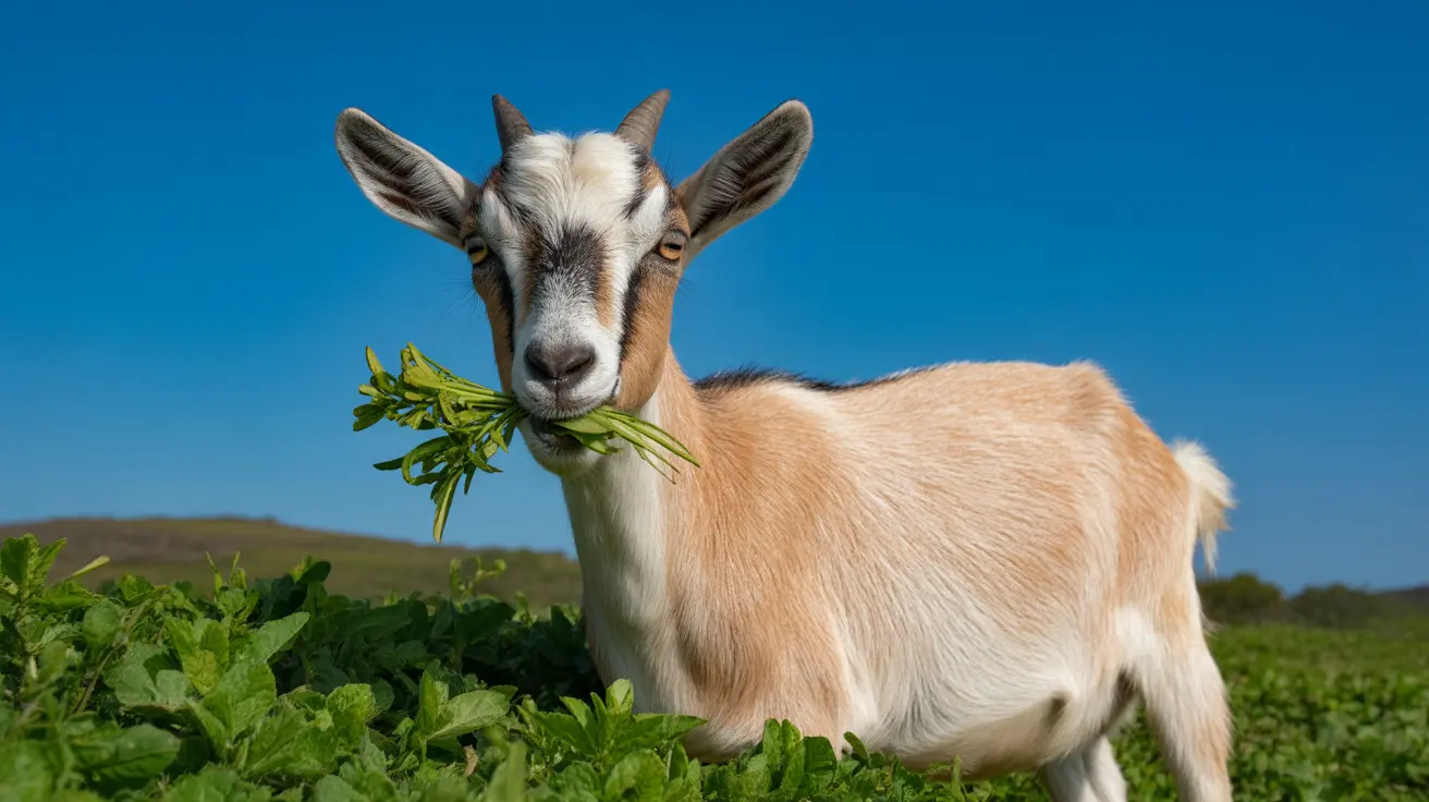 Five deceased goats discovered near a Chattanooga grocery store as part of an animal cruelty investigation