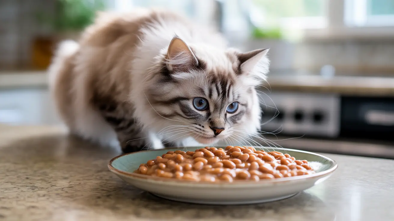 Un gato Ragdoll esponjoso de ojos azules examinando un plato de frijoles horneados