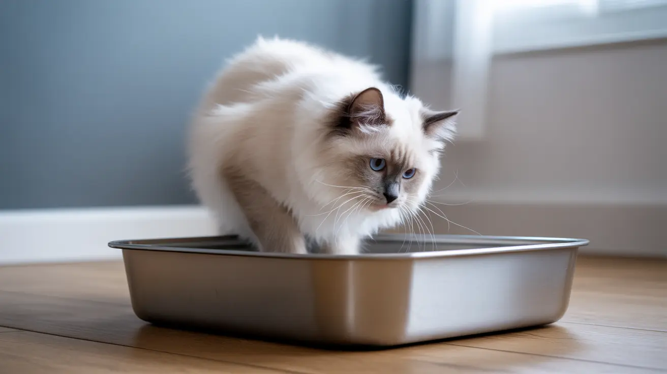 Fluffy white and cream Ragdoll cat sitting inside a metal baking pan on a wooden floor