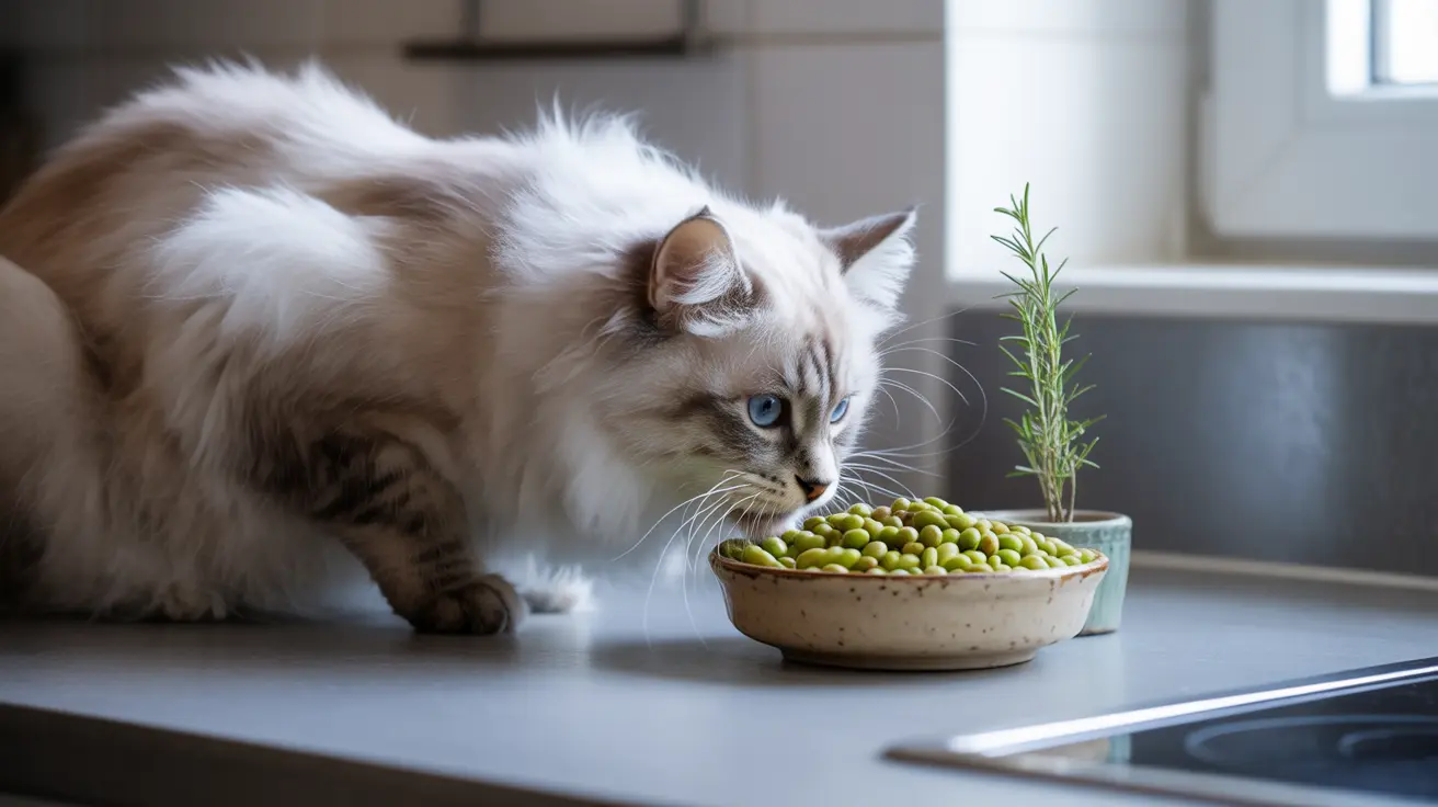 A fluffy white and gray Ragdoll cat examining a bowl of green peas on a kitchen counter