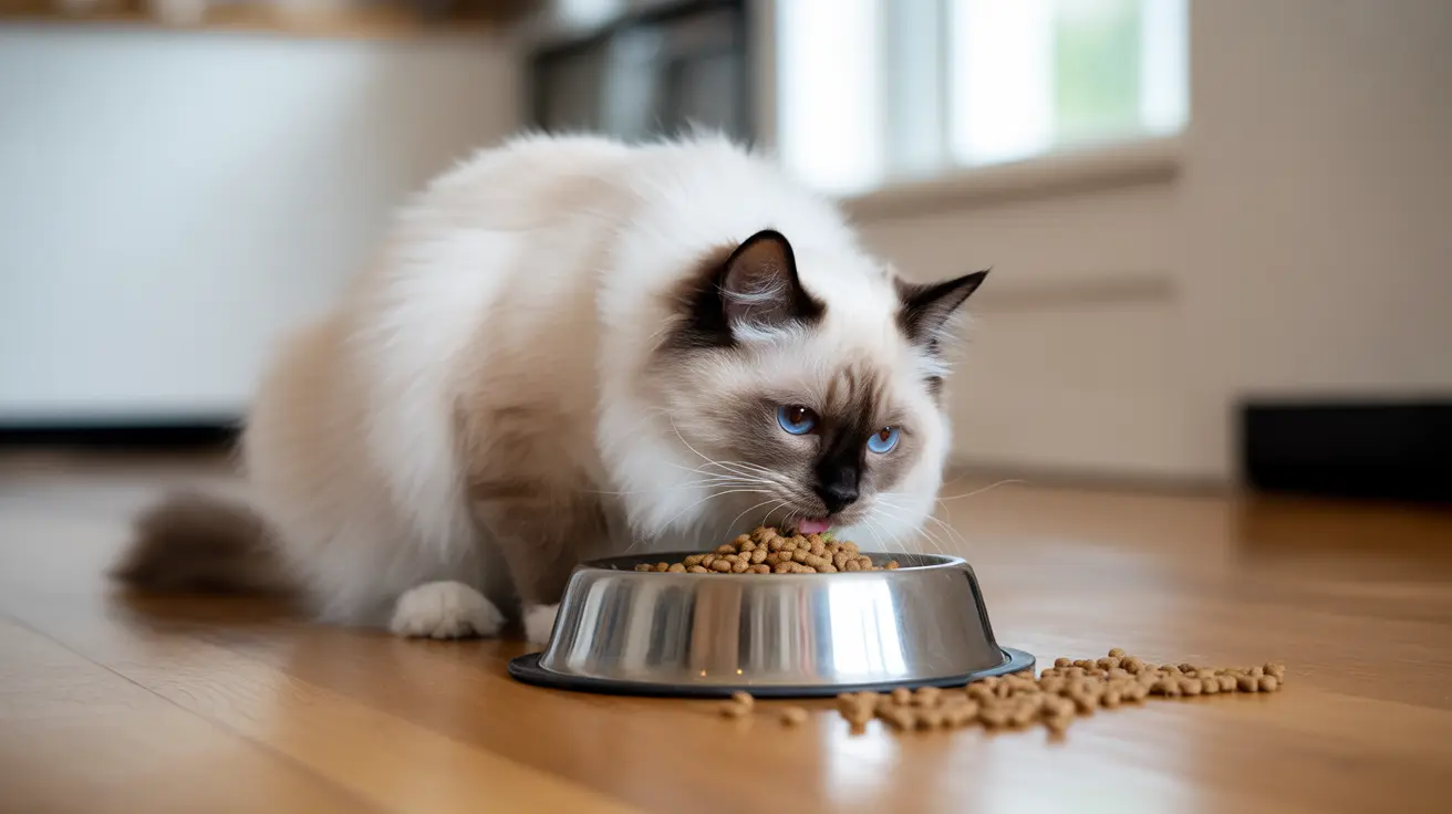 A Ragdoll cat with striking blue eyes eating dry cat food from a metal bowl