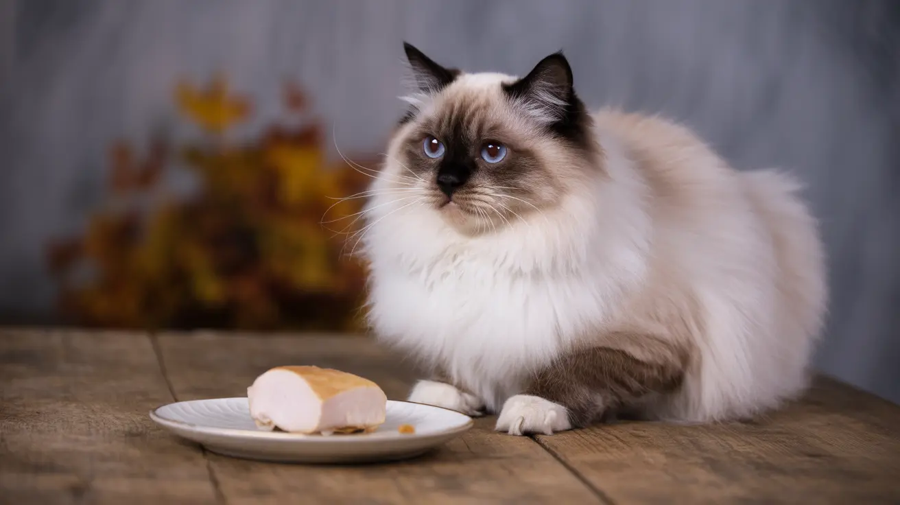 A fluffy Ragdoll cat sitting near a plate of food on a wooden surface