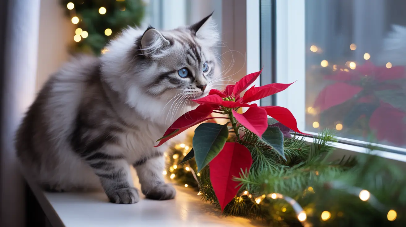 Fluffy Ragdoll kitten with blue eyes sitting on a windowsill next to a red poinsettia surrounded by Christmas decorations