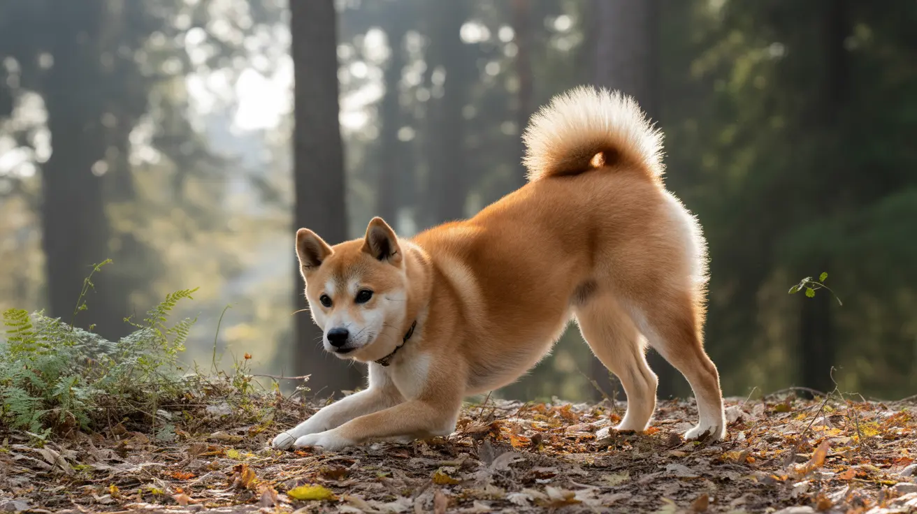 Un Shiba Inu majestueux s’étire dans une forêt brumeuse, baignée par une douce lumière matinale filtrant à travers les arbres.
