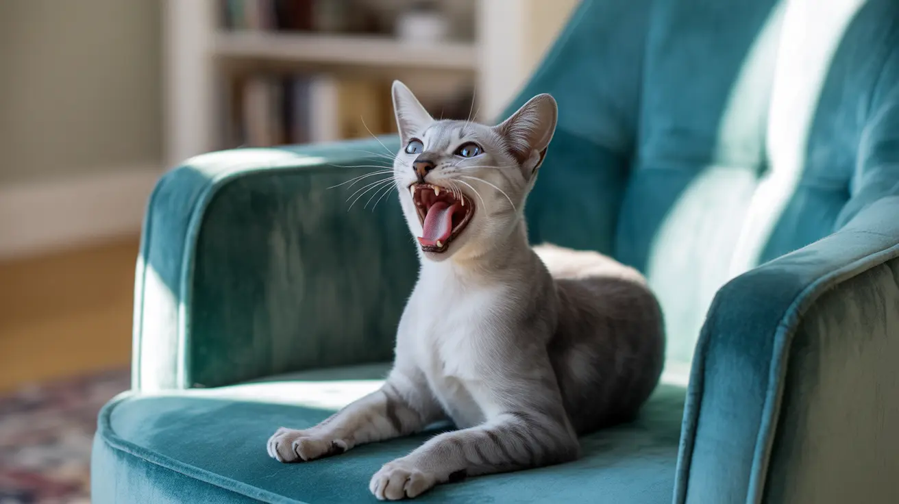 A Siamese cat yawning dramatically while sitting on a teal velvet armchair