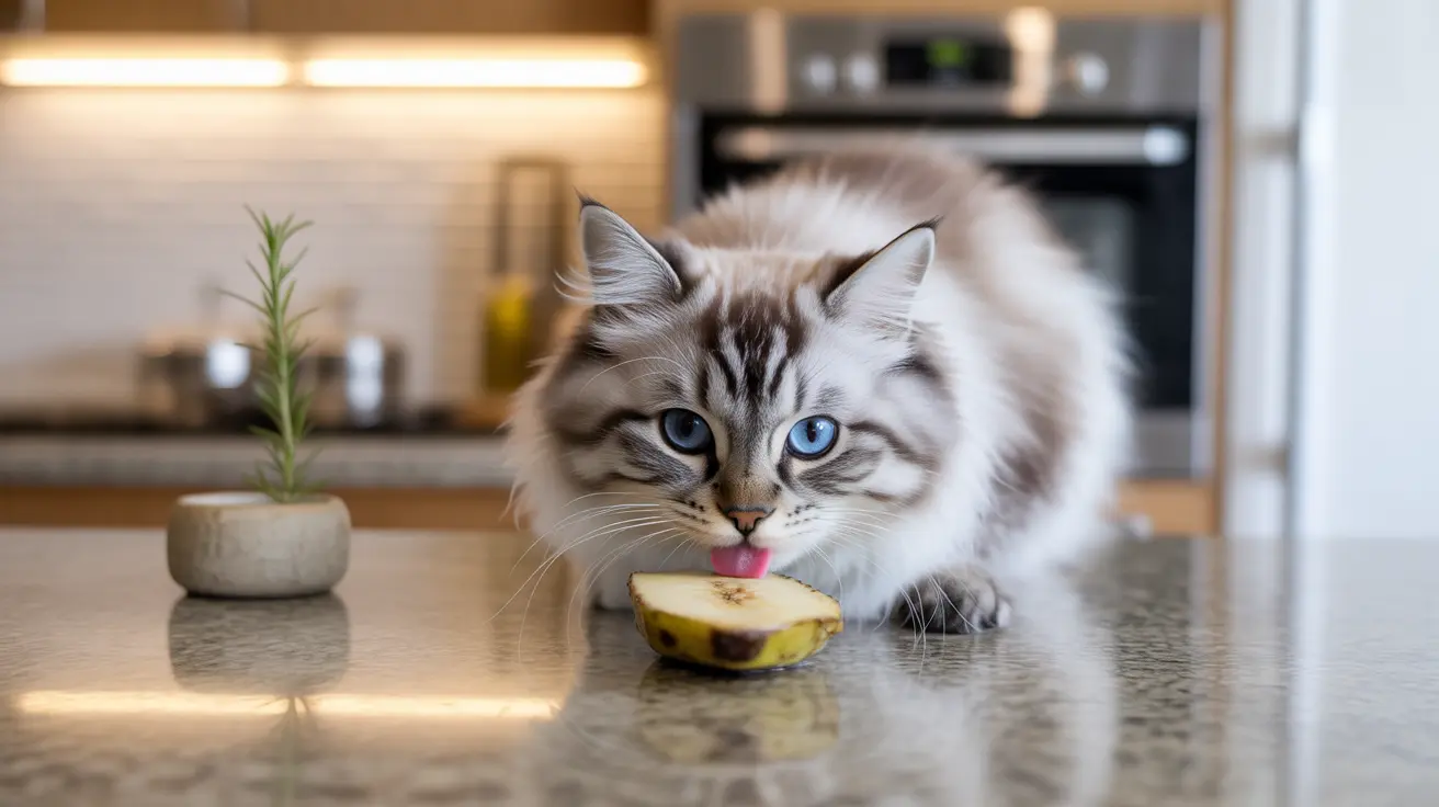 Um gato siberiano fofinho com olhos azuis impressionantes lambendo uma fatia de banana em um balcão de cozinha.