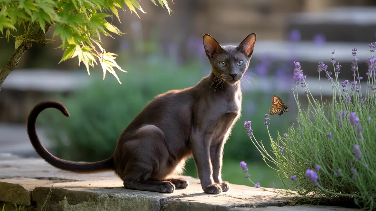 Sleek Siamese cat sitting alertly on a stone surface near lavender plants with a butterfly nearby